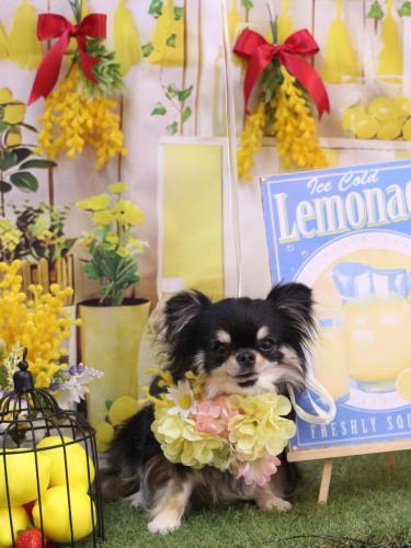 20240420プリンちゃん